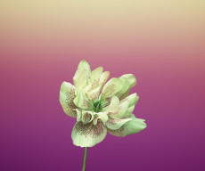 flower_helleborus